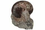 Jurassic Ammonite (Macrocephalites) Fossil - Germany #197532-1